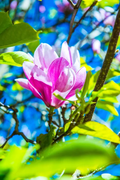 Piękny Kwiat Magnolii Drzewie Tajlandia — Zdjęcie stockowe