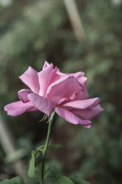 Rosa Rosa Jardín Tailandia —  Fotos de Stock