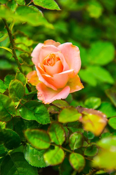 Ανοιχτό Ροζ Τριαντάφυλλο Στον Κήπο Ταϊλάνδη — Φωτογραφία Αρχείου