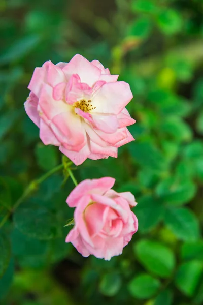 Ανοιχτό Ροζ Τριαντάφυλλο Στον Κήπο Ταϊλάνδη — Φωτογραφία Αρχείου