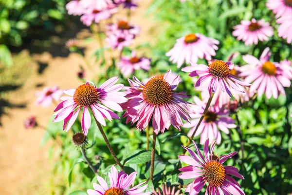 stock image Violet flower in the garden, Thailand.