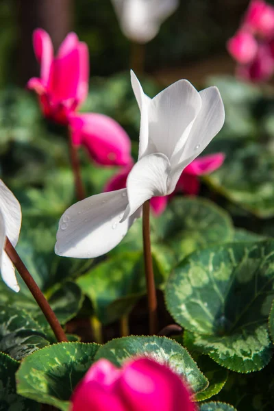 Λευκό Λουλούδι Στον Κήπο Ταϊλάνδη — Φωτογραφία Αρχείου