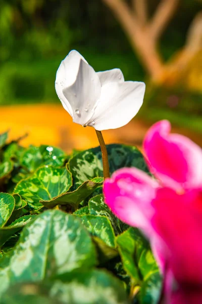 Λευκό Λουλούδι Στον Κήπο Ταϊλάνδη — Φωτογραφία Αρχείου