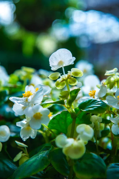 Little White Flower Garden Thailand — Stock Photo, Image