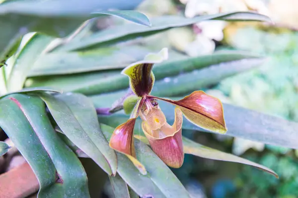 Орхидея Тапочках Тайски Таиланд — стоковое фото