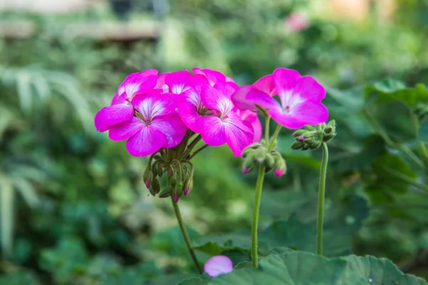 Bahçedeki Küçük Pembe Çiçek Tayland — Stok fotoğraf