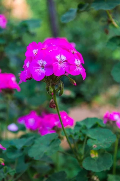 Mały Różowy Kwiat Ogrodzie Tajlandia — Zdjęcie stockowe