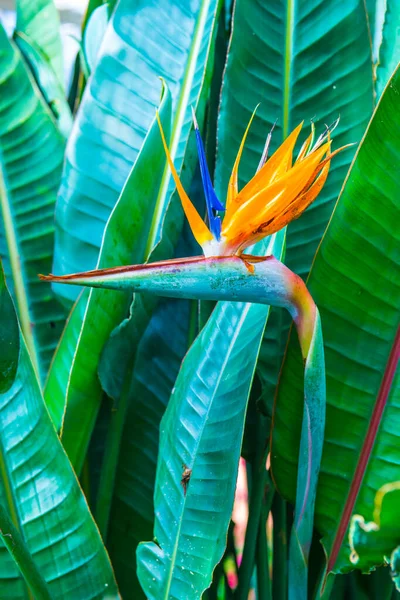 Pássaro Paraíso Flor Jardim Tailândia — Fotografia de Stock