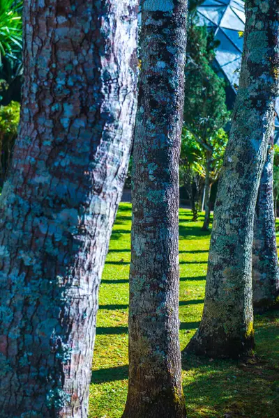 Дерево Парке Таиланд — стоковое фото