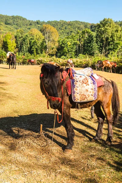 Horse for tourism, Thailand.