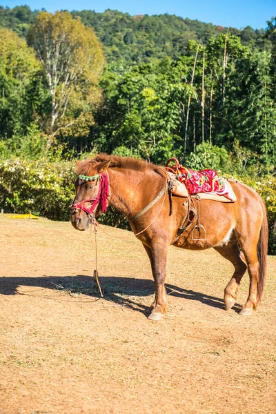Pferd Für Den Tourismus Thailand — Stockfoto