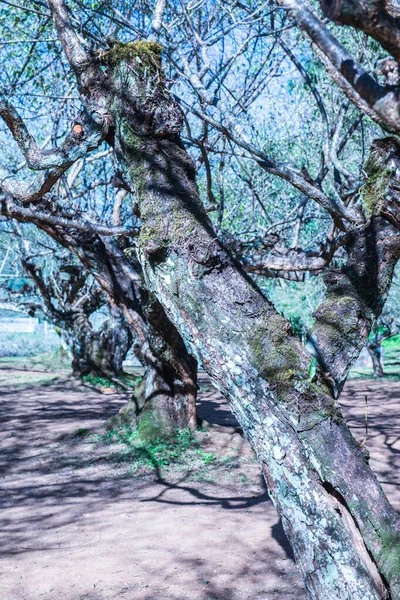 Angkhang Tayland Kraliyet Tarım Stasyonunda Japon Kayısı Ağaçları — Stok fotoğraf