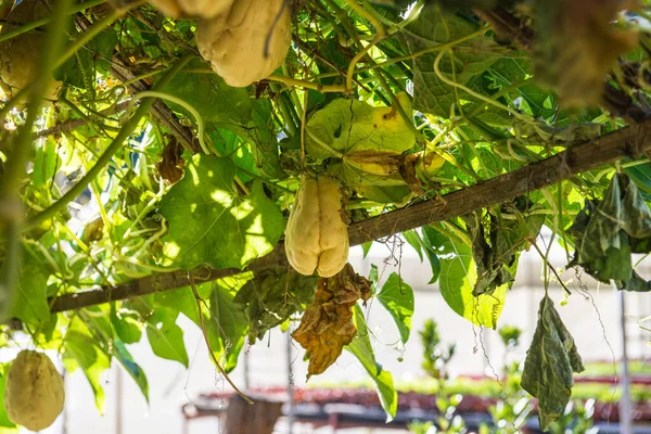 Плоди Кайота Саду Таїланд — стокове фото