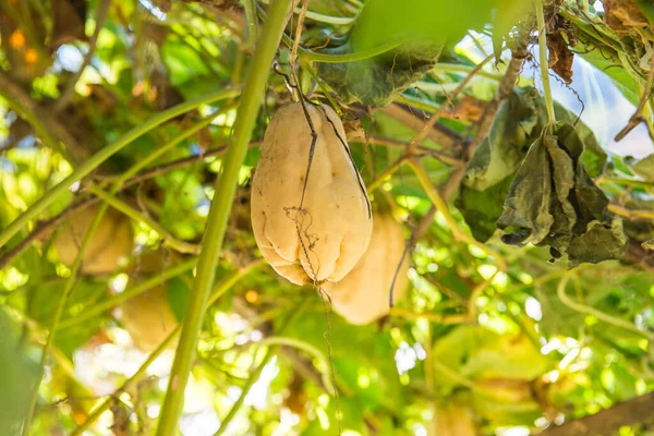 Bahçede Chayote Meyvesi Tayland — Stok fotoğraf