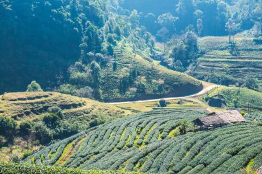 Manzara Görünümü Çay Çiftliği 2000, Tayland.