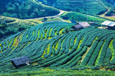 Manzara Görünümü Çay Çiftliği 2000, Tayland.