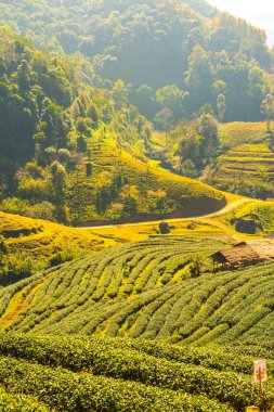 Manzara Görünümü Çay Çiftliği 2000, Tayland.