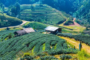 Manzara Görünümü Çay Çiftliği 2000, Tayland.