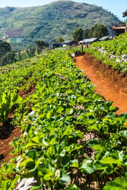 Çilek tarlası Doi Ang Khang, Tayland.