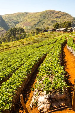 Çilek tarlası Doi Ang Khang, Tayland.
