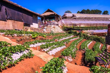 Çilek tarlası Doi Ang Khang, Tayland.