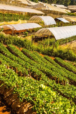 Çilek tarlası Doi Ang Khang, Tayland.