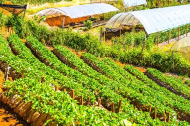Çilek tarlası Doi Ang Khang, Tayland.