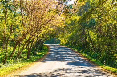 Doi Ang Khang, Tayland 'da kiraz çiçeği tüneli.