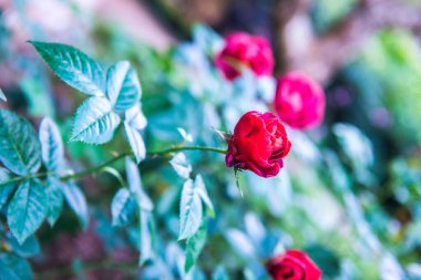 Red rose in the garden, Thailand.