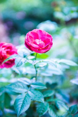 Red rose in the garden, Thailand.