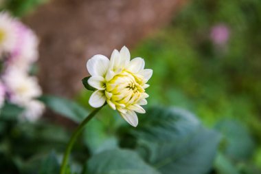 Beyaz Dhalia çiçeği Tayland 'da, parkta.