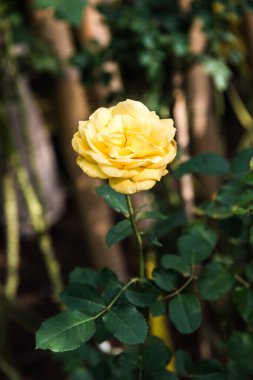 Yellow rose in the garden, Thailand.