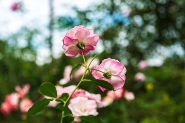 Pink rose in the garden, Thailand.