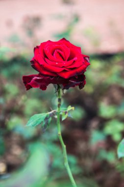 Red rose in the garden, Thailand.