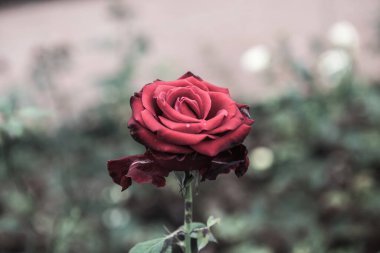 Red rose in the garden, Thailand.