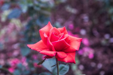 Red rose in the garden, Thailand.