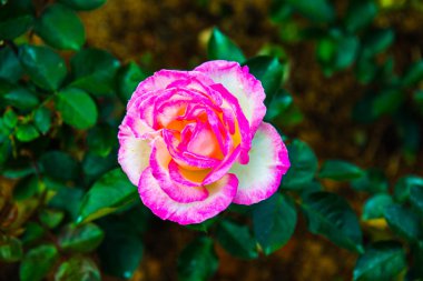 Pink rose in the garden, Thailand.