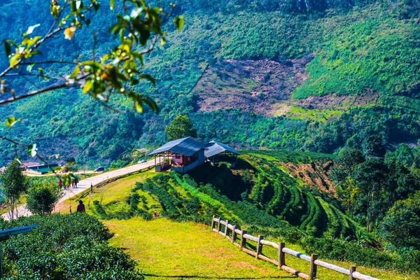 Paesaggio Vista Tea Plantation 2000 Thailandia — Foto Stock