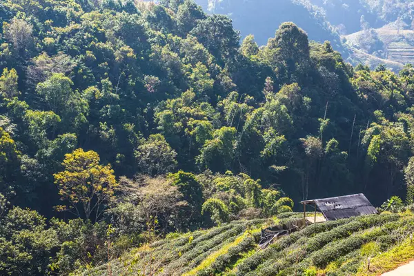 stock image Landscape View at Tea Plantation 2000, Thailand.