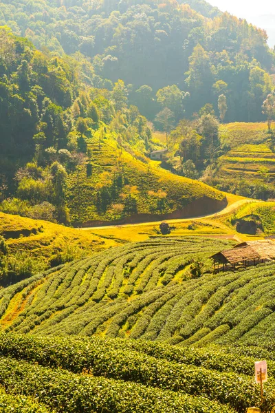 Widok Plantację Herbaty 2000 Tajlandia — Zdjęcie stockowe