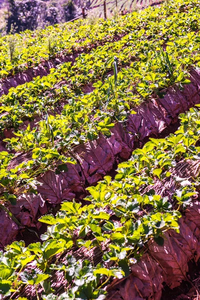 stock image Strawberry plantation field at Doi Ang Khang, Thailand.