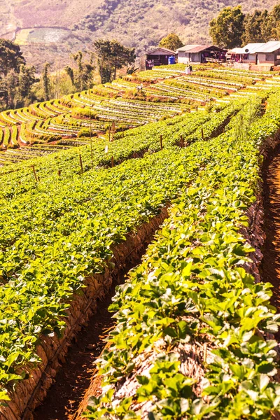 Strawberry Plantation Field Doi Ang Khang Thailand — Stock Photo, Image