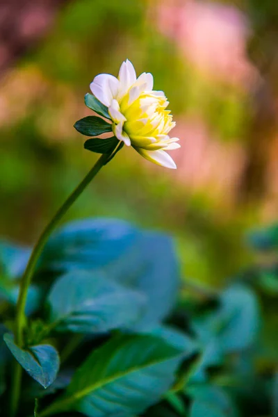 Bílá Dhalia Květina Parku Thajsko — Stock fotografie