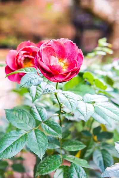 Красная Роза Саду Таиланд — стоковое фото