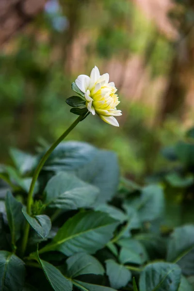 White Dhalia Flower Park Thailand — Stock Photo, Image