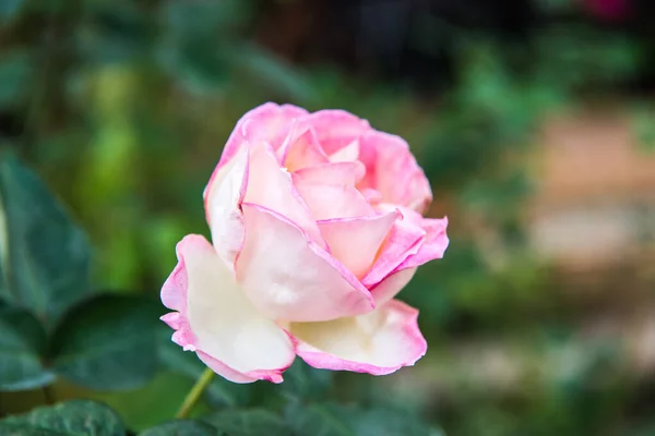 Ροζ Τριαντάφυλλο Στον Κήπο Ταϊλάνδη — Φωτογραφία Αρχείου