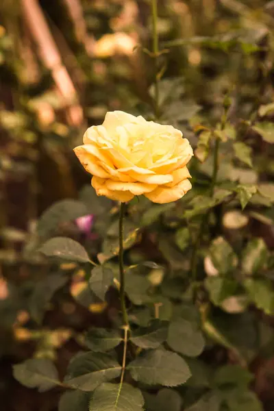 Yellow Rose Garden Thailand — Stockfoto