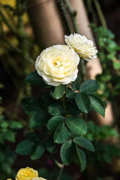 Желтая Роза Саду Таиланд — стоковое фото