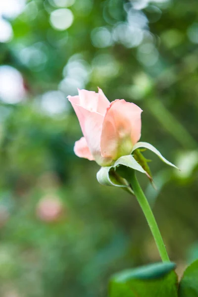 Pink Rose Garden Thailand — Zdjęcie stockowe