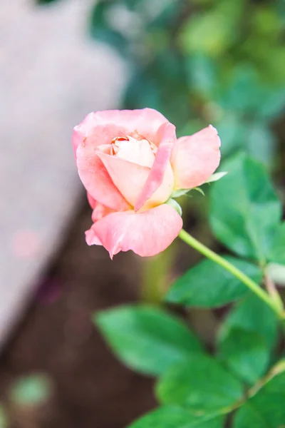 Pink Rose Garden Thailand — Foto de Stock